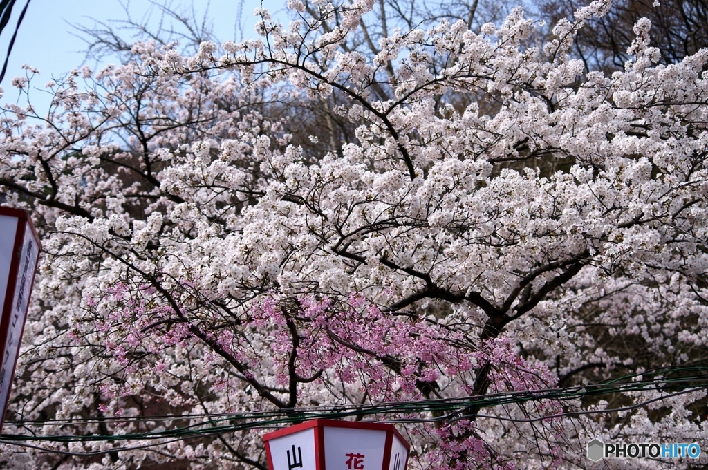 金崎宮01