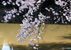 我が家近くの桜２