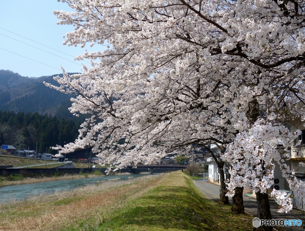 職場近くで花見２