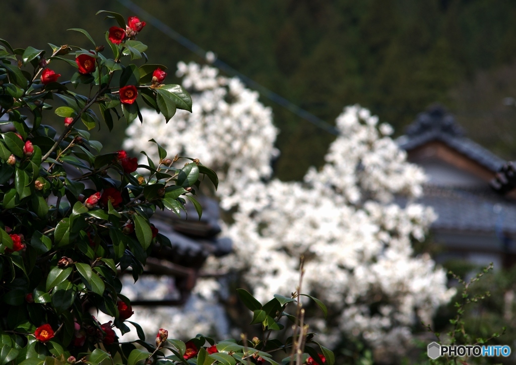 花木のある家　3