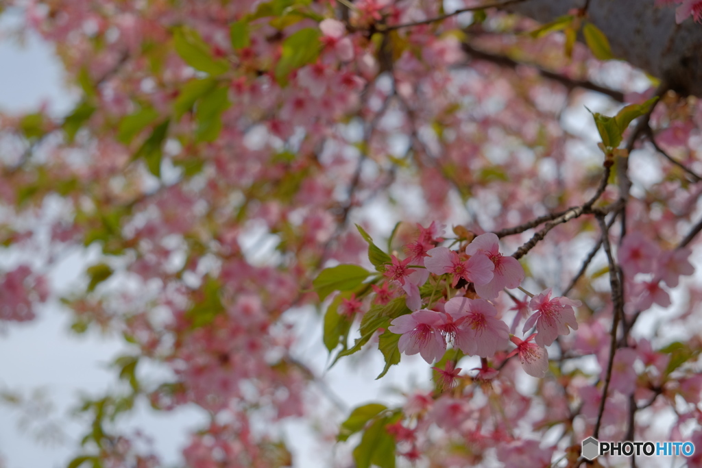 河津桜