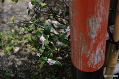 鳥居と花