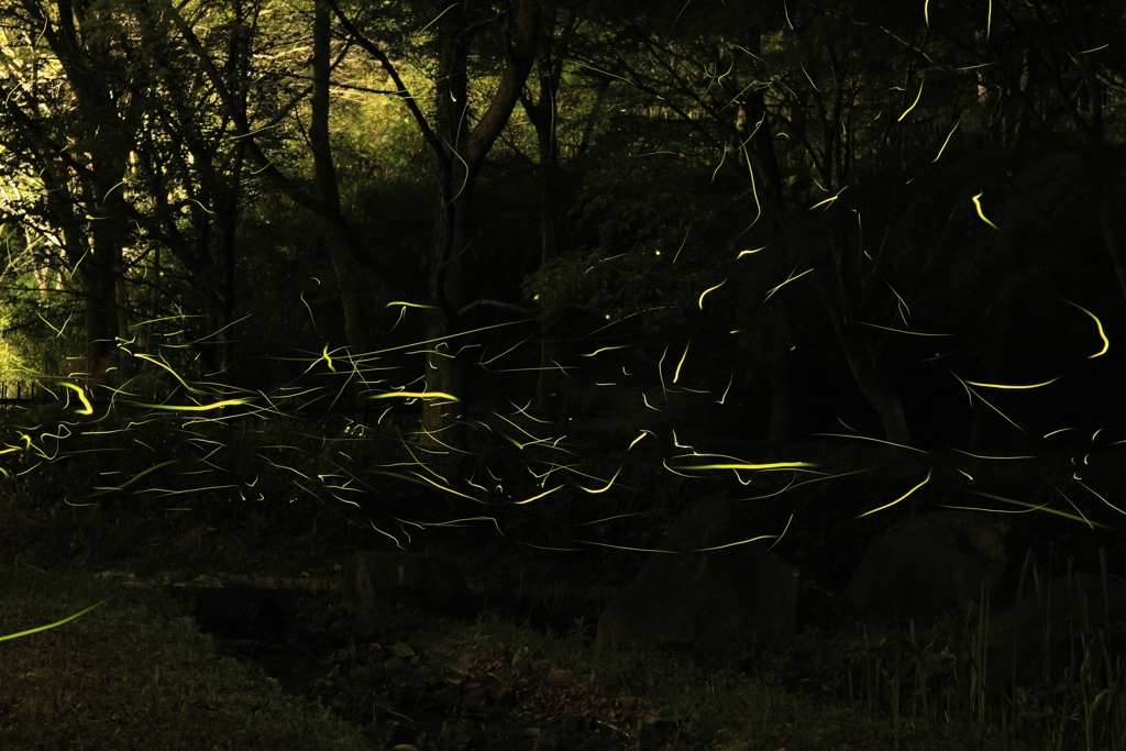 奥須磨公園のホタル1
