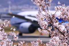 桜と飛行機