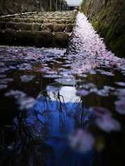 水に舞う花びら