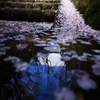 水に舞う花びら