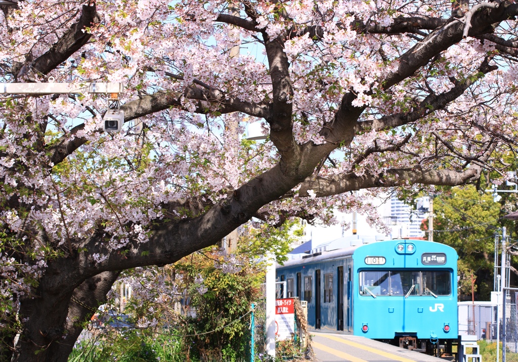和田岬線の103系と桜２