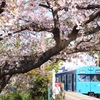和田岬線の103系と桜２