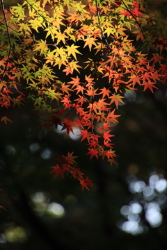 今年初の紅葉狩り1