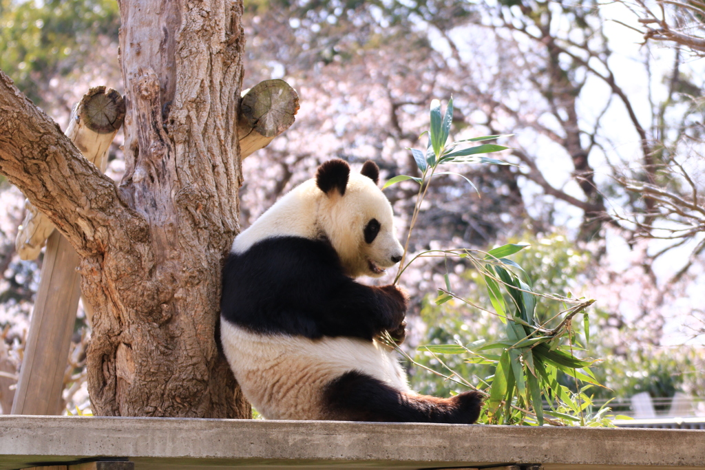 パンダと桜１