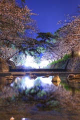 夙川公園の夜桜