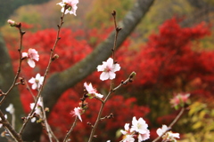 紅葉に咲く桜1
