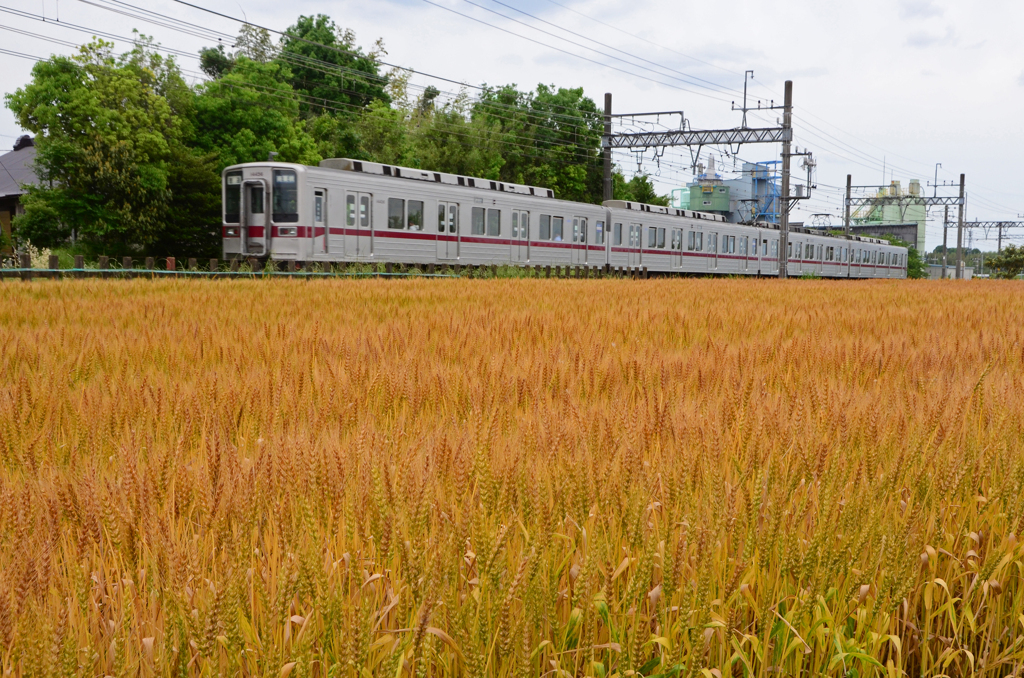 麦秋と電車