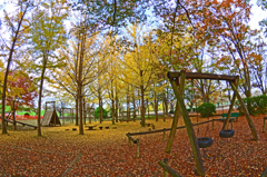 ♬銀杏は手品師　③公園全景