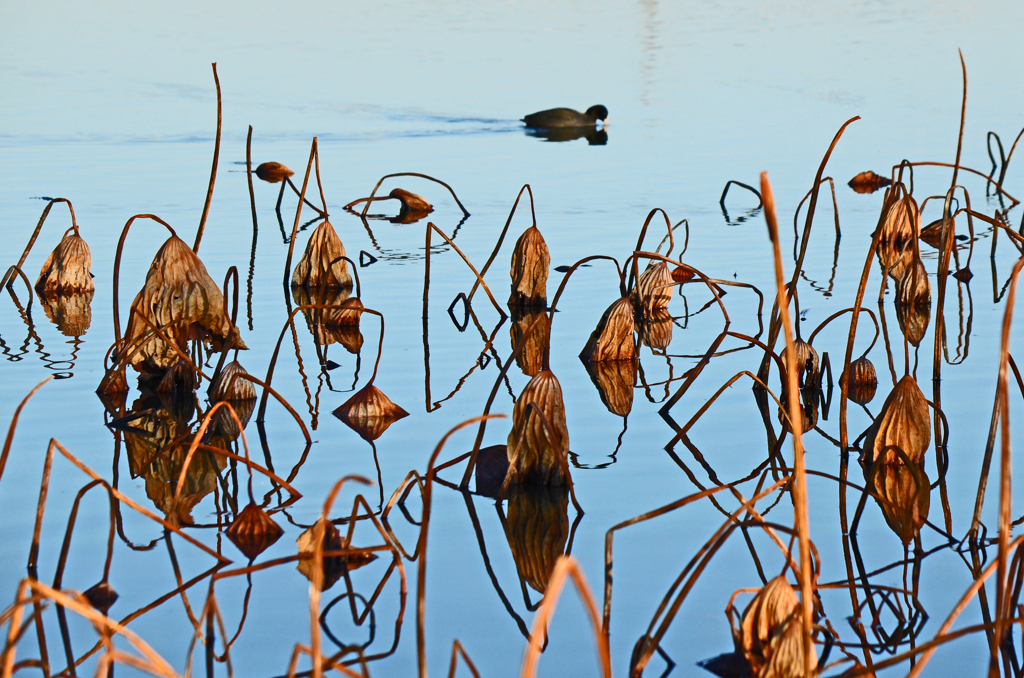 枯蓮の沼と水鳥一羽