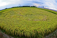 田園風景　②風が暴れた田圃