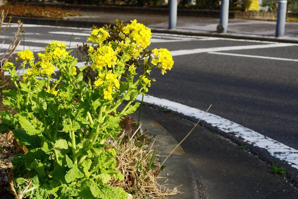 道端に咲く  菜の花