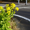 道端に咲く  菜の花