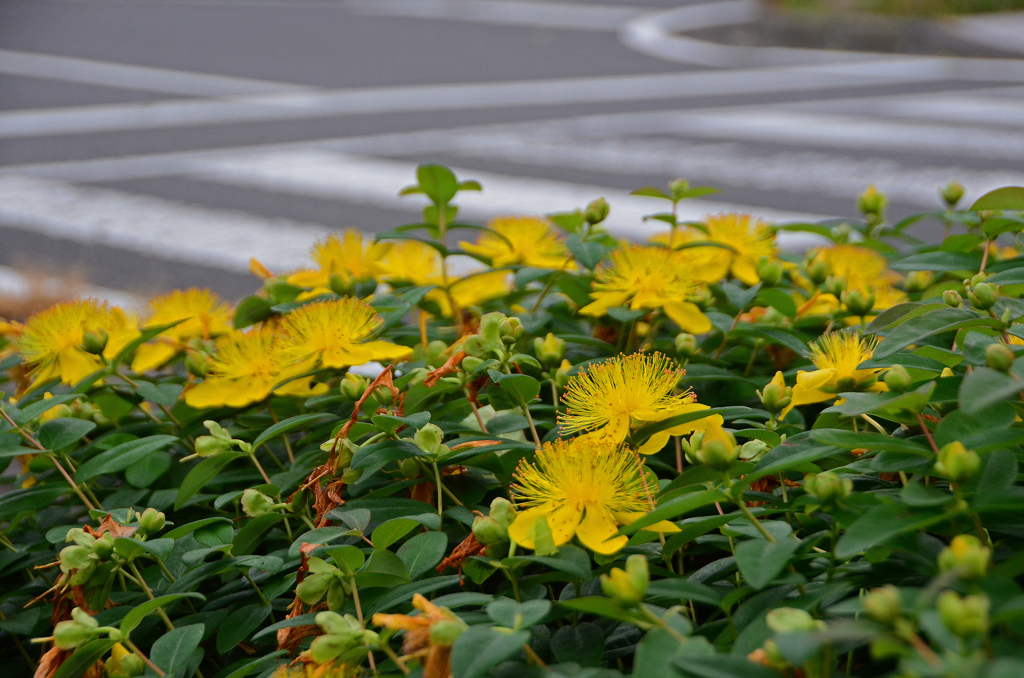 花と横断歩道 Ⅰ
