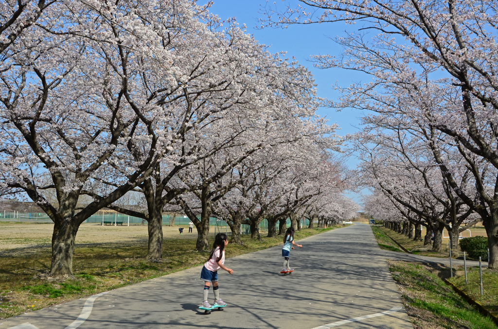 桜並木とスケボー姉妹