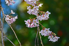 枝垂桜　②花アップ