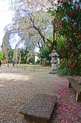 しだれ桜散る・つばき散る
