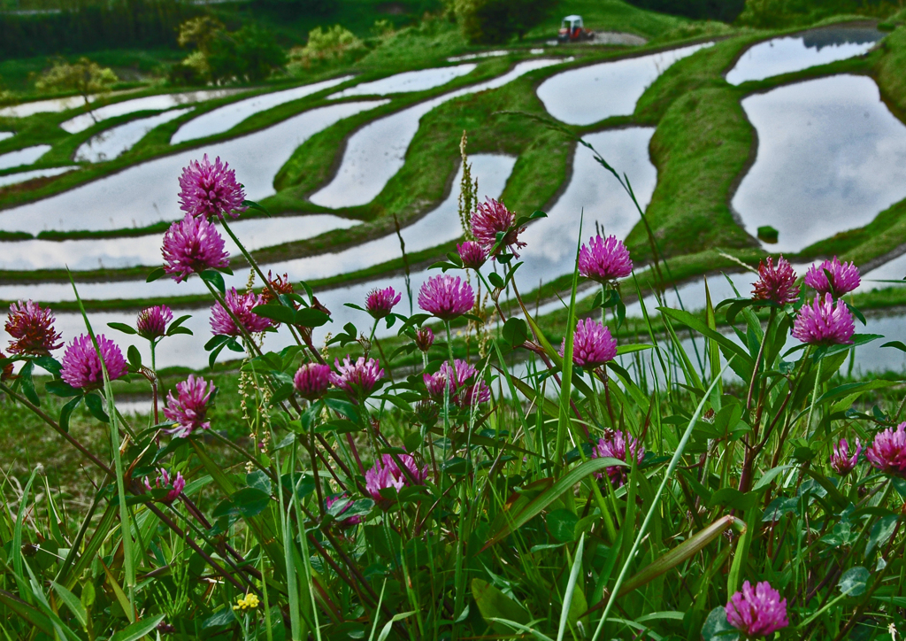 棚田　③花と棚田