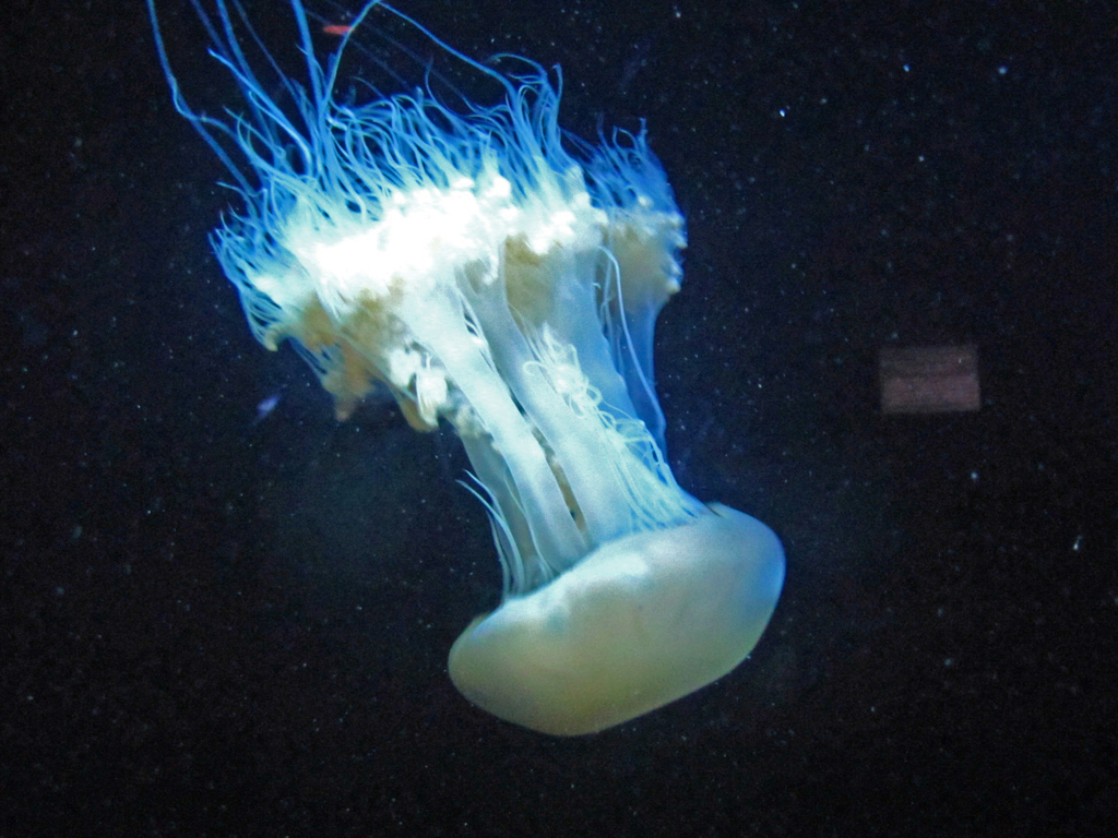 加茂水族館　⑥ スナイクラゲ急降下