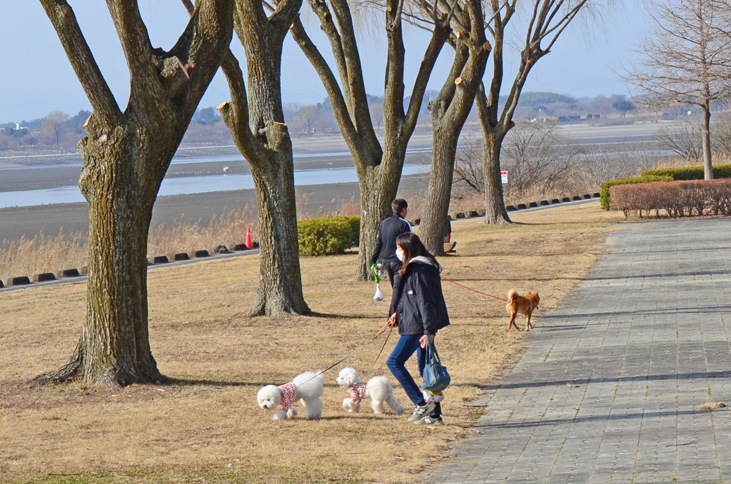 犬のお散歩　② ワンこ すれ違い