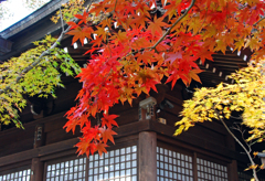 本土寺の紅葉　➀ 三色そろい踏み