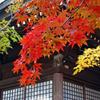 本土寺の紅葉　➀ 三色そろい踏み