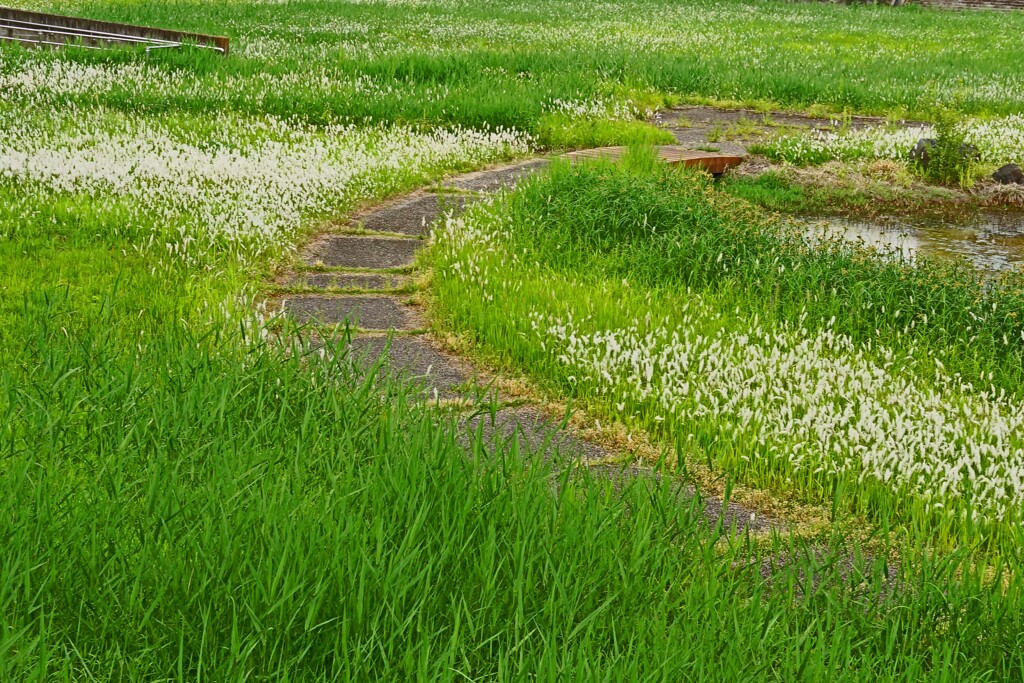 公園の散歩道