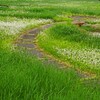 公園の散歩道