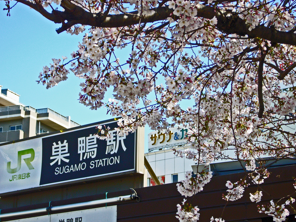 中山道を歩くⅢ  ①巣鴨～　巣鴨駅前