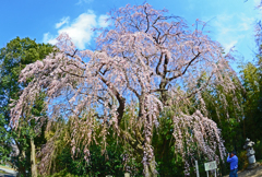 枝垂桜　①枝振りと雲とカメラマンと