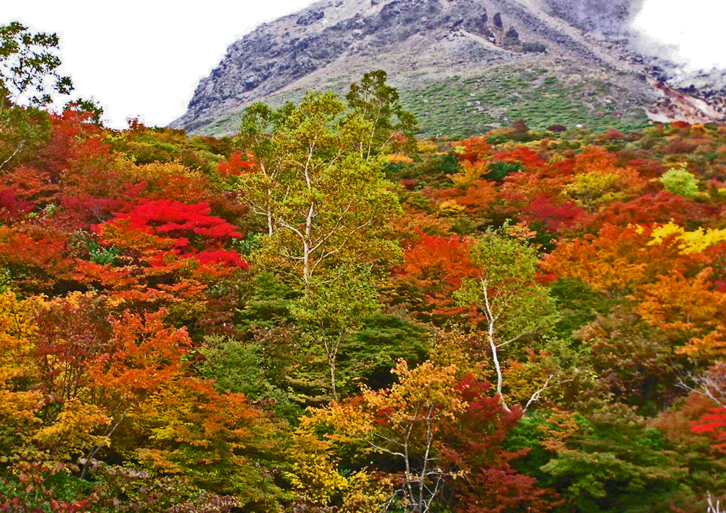 那須紅葉　⑤ 姥が平 周辺 Ⅰ