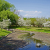 ハナミズキ咲く公園のせせらぎ