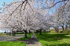 桜の下をゆく