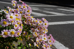道端に咲く  菊