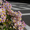 道端に咲く  菊