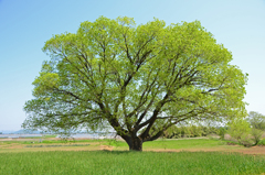 新緑の「気になる木」