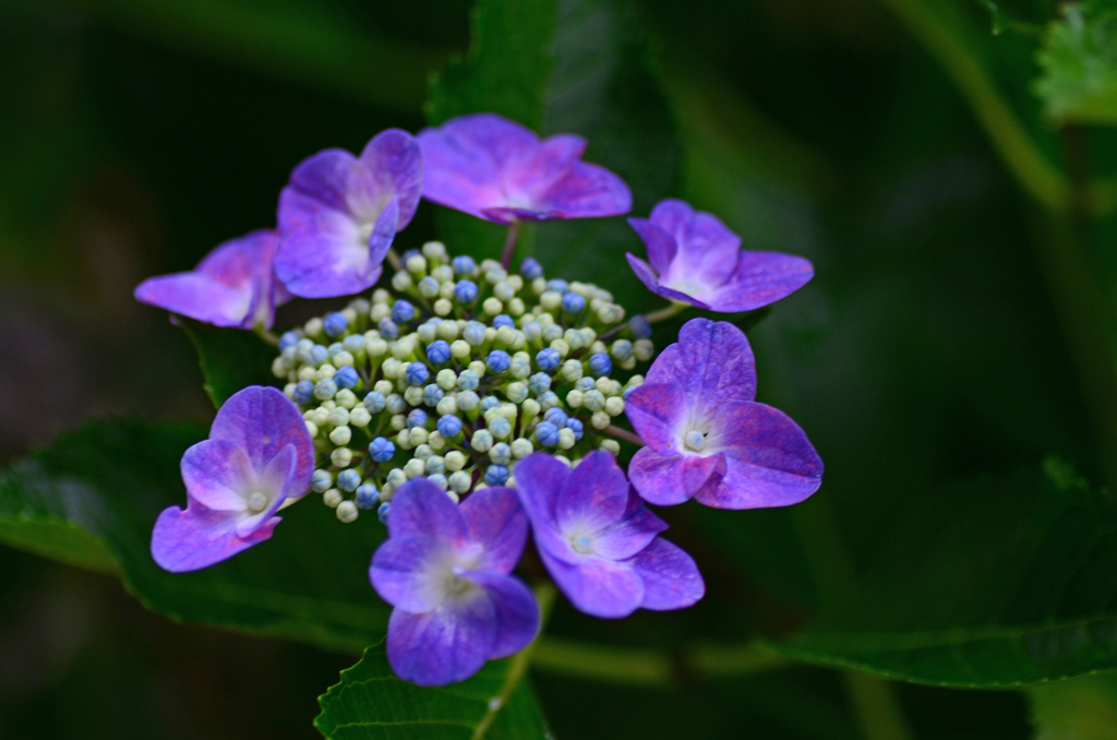 庭の額紫陽花