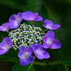 庭の額紫陽花