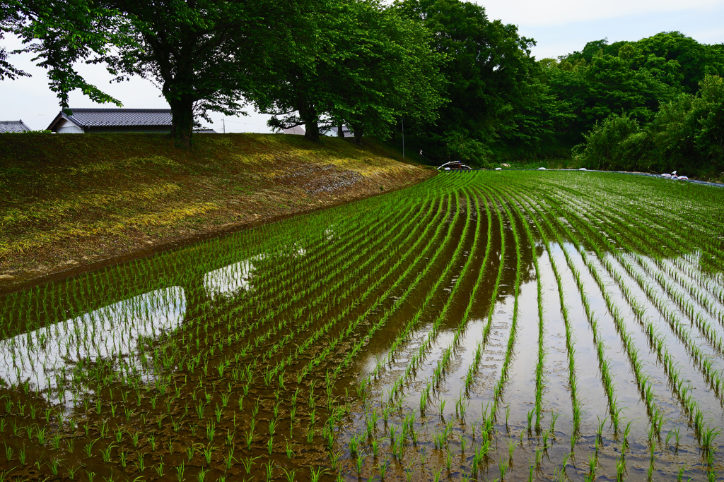 桜から初夏へ