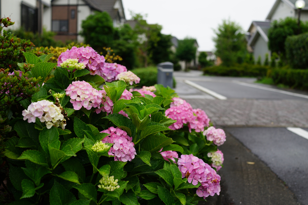 街角に咲く①