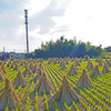 晩秋の田圃とアンテナ
