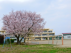 桜は小学校によく似合う ①