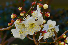 ♬ 梅は咲いたか  桜はまだかいな ♬