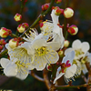 ♬ 梅は咲いたか  桜はまだかいな ♬