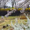 桜・雪柳 ③